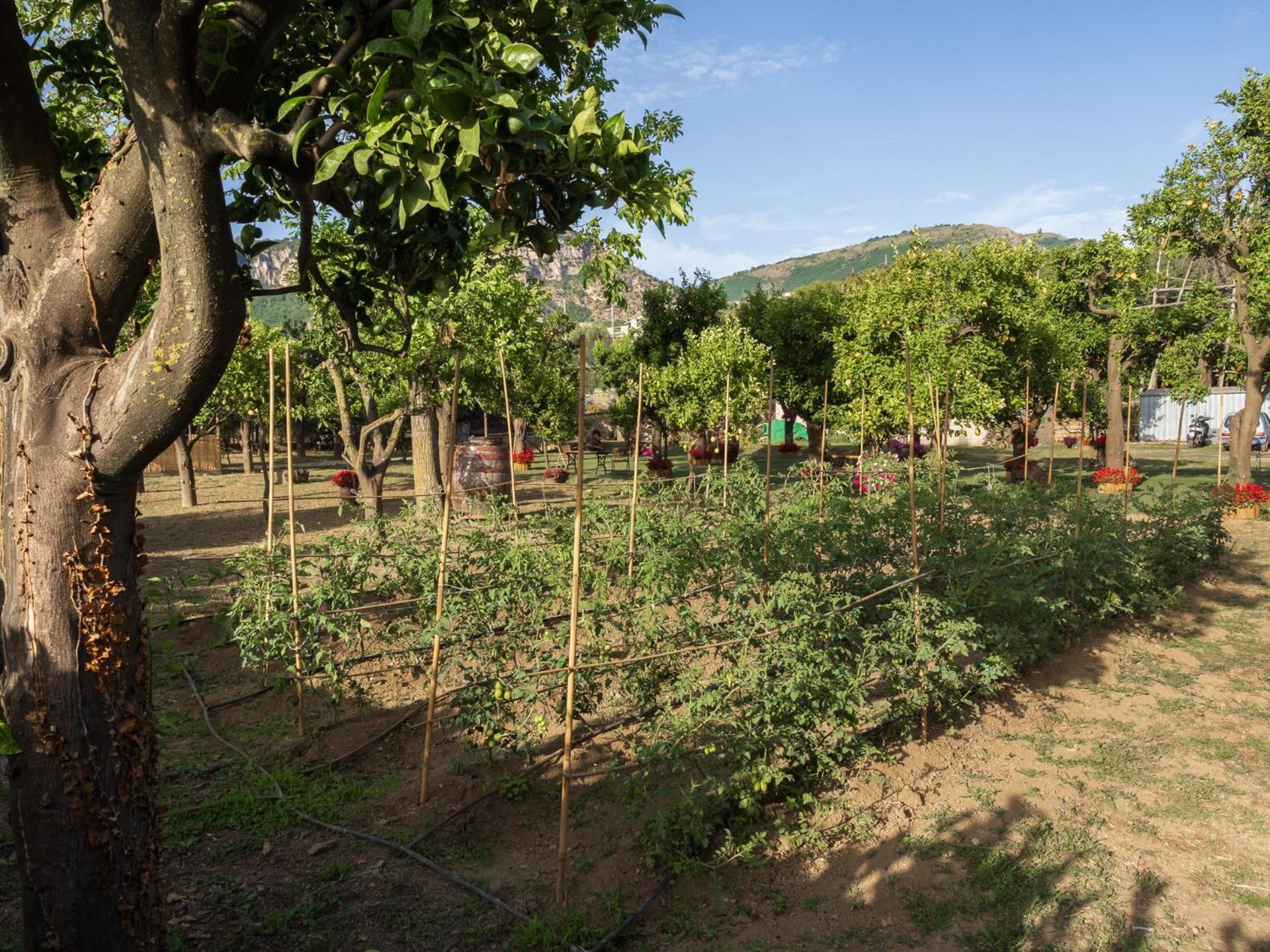 Giardino Di Nonno Lucio - Surrounded By Lemon Tree Villa Piano di Sorrento Buitenkant foto