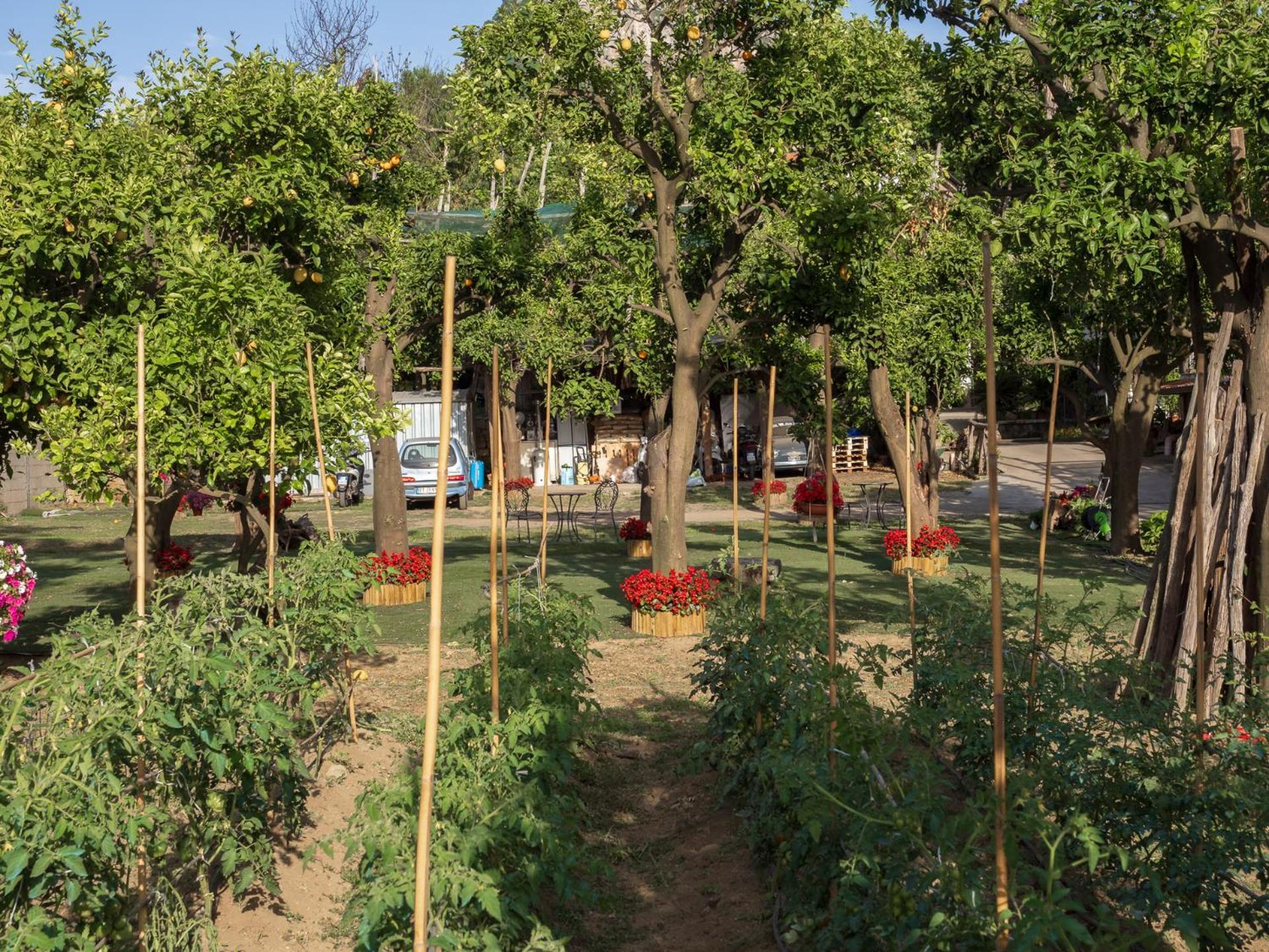 Giardino Di Nonno Lucio - Surrounded By Lemon Tree Villa Piano di Sorrento Buitenkant foto